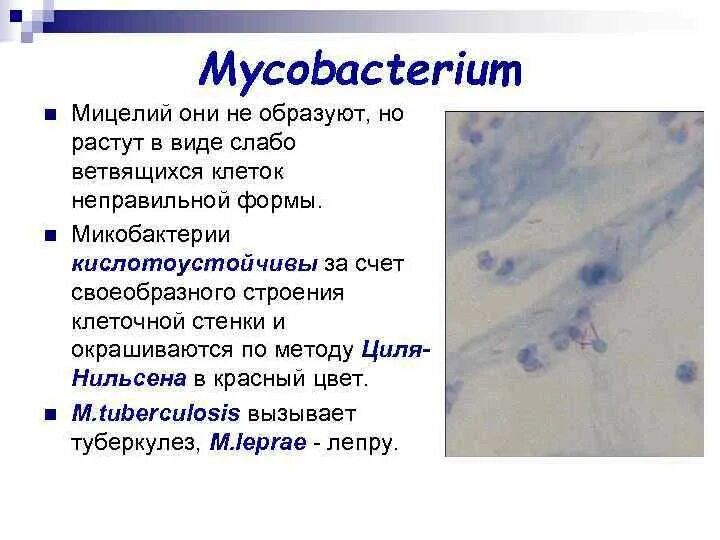 Микобактерии туберкулеза формы. Строение клеточной стенки микобактерии туберкулеза. Микобактерии морфология. Строение микобактерии туберкулеза. Микобактерии туберкулеза микробиология.