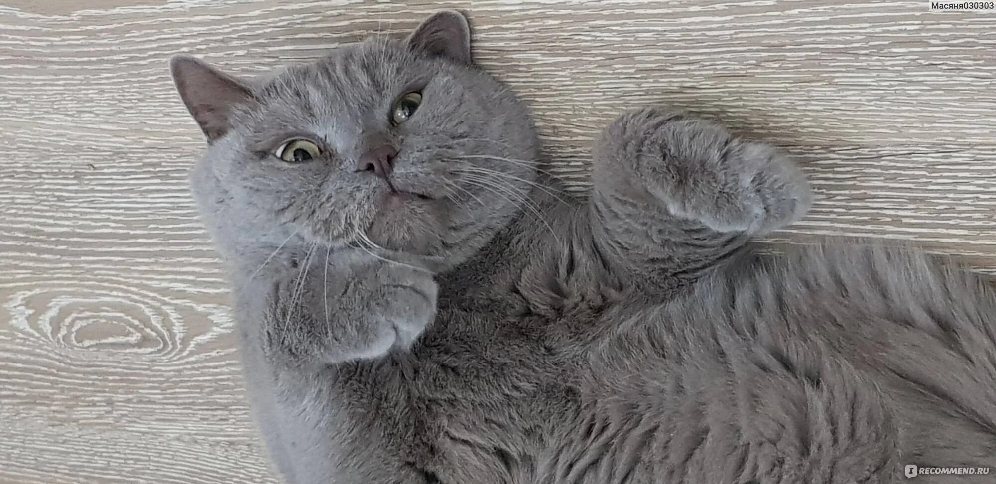 Кошка линяет. Сильно ли линяют британские кошки. Британские котята линяют?. Британские кошки сильно линяют. Линяет британский кот.