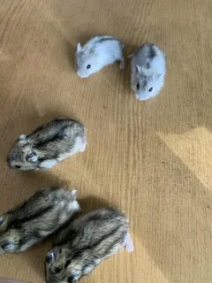 Курс хомяка в рублях сейчас