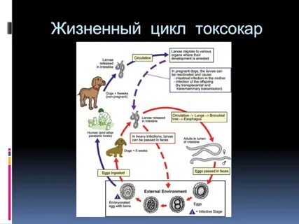 Токсокара у взрослых симптомы и лечение