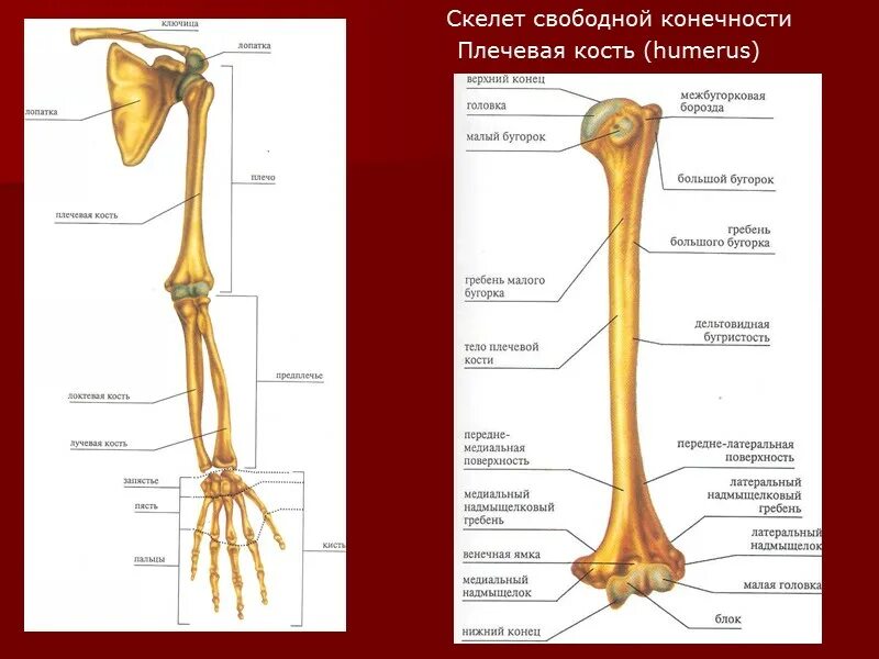 Скелет верхней конечности человека анатомия плечевая кость. Скелет свободной верхней конечности плечевая кость. Малый гребень бугорка плечевой кости. Плечевая кость строение на скелете.