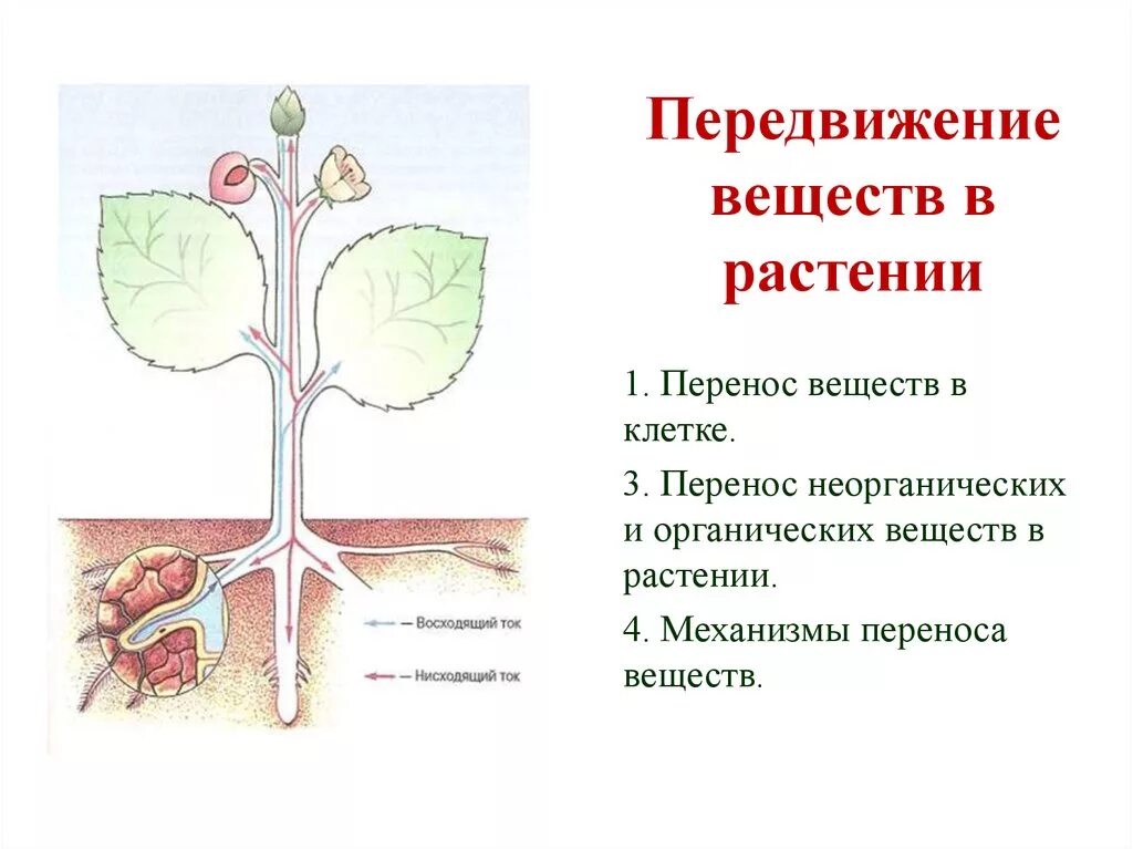 Восходящий и нисходящий ток. Движение органических и Минеральных веществ в растениях. Передвижение веществ у растений. Транспорт веществ у растений. Передвижение органических веществ в растении.