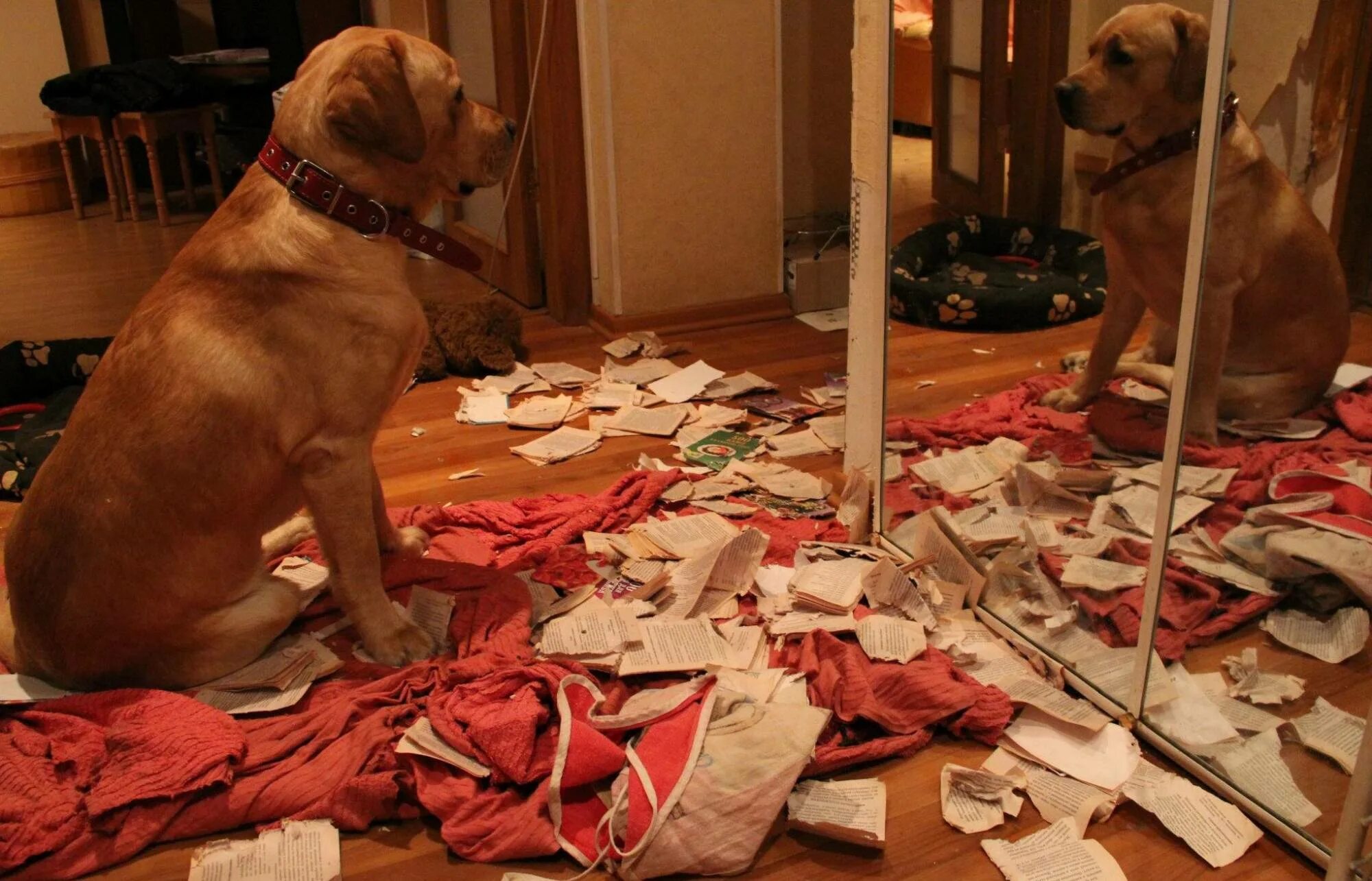 Собака испортила мебель. Нашкодивший щенок. Как оставить щенка одного дома. Как оставить щенка одного дома. Как оставить щенка одного дома.