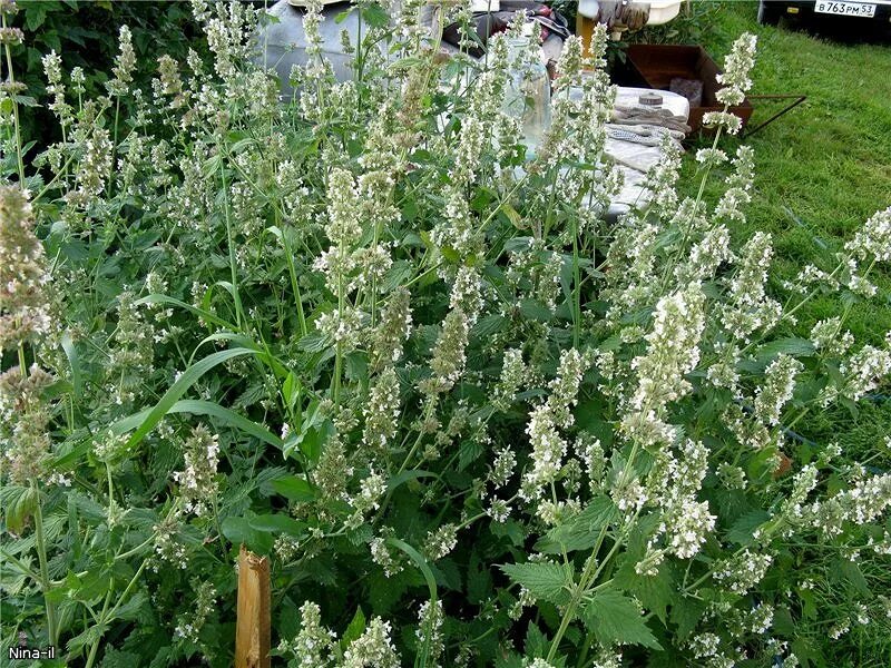 Донник горный веник. Мелисса цветение. Полынь рутолистная. Мята длиннолистная серебристая. Мята перечная эфирное масло.