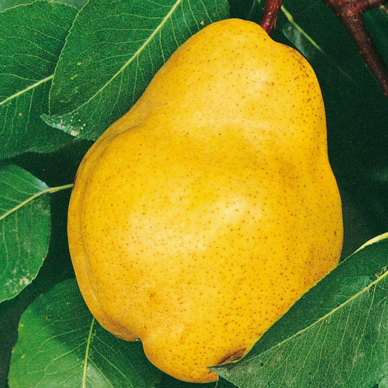 Крупные сорта груш. Pyrus communis williams. груша бере желтая. груша бере франциск. сорт груши бере.