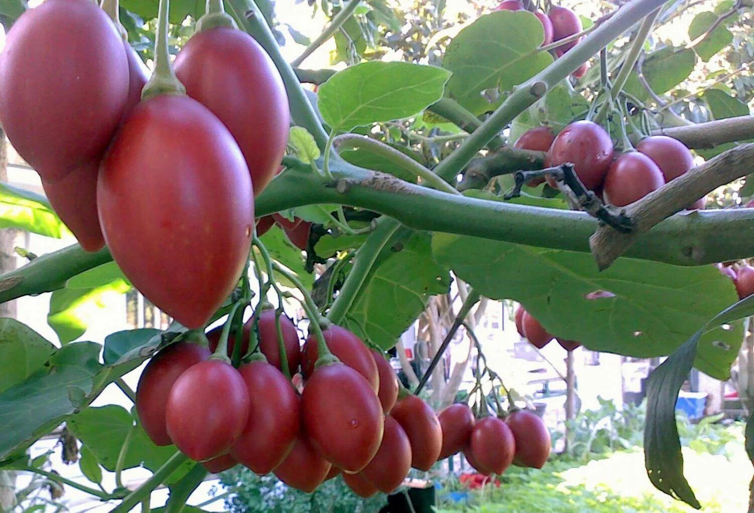 Tree tomatoes