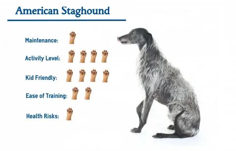 American Staghound. 