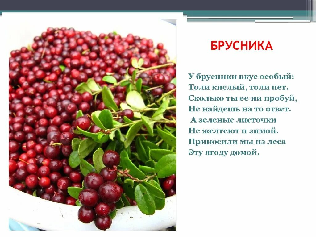 Брусничный лист полезные. Листья брусники поведение в организме человека. Ягоды брусники польза. Брусника свойства и польза для организма человека. Свойства брусники для организма.