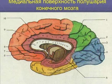 Медиальный мозг