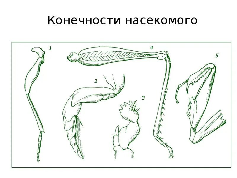 Строение богомола. Бегательные конечности насекомых. Строение ходильной конечности насекомого. Бегательные типы конечностей насекомых. Богомол Тип конечностей.