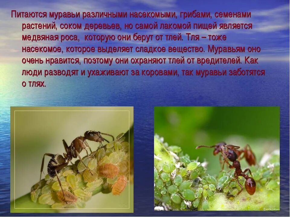 Муравьев годы жизни. Чем питаются муравьи. Муравьи презентация. Муравьи в природе. Полезные насекомые леса.