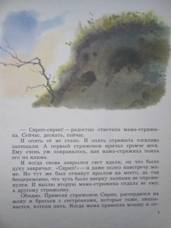 Стрижонок скрип. Пересказ про стрижонка скрипа. Астафьев в. "Стрижонок скрип". Стрижонок скрип какая была мама