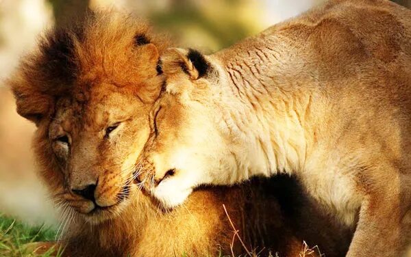 Пропрости меня любимый. Прости меня родная. Извини люблю. Извини люблю. Пропрости меня любимый.