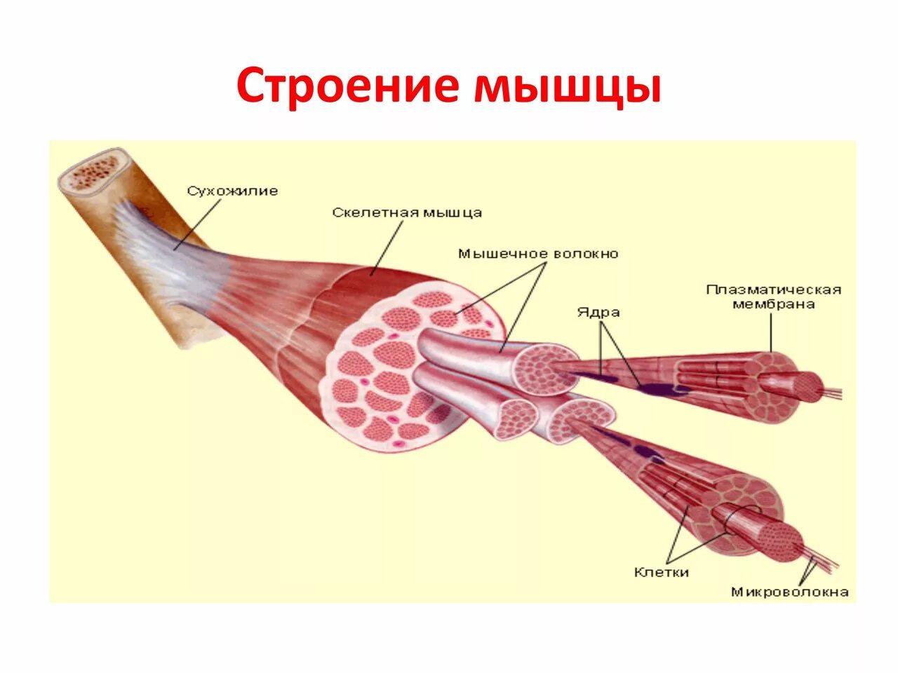 Перечислите скелетные мышцы