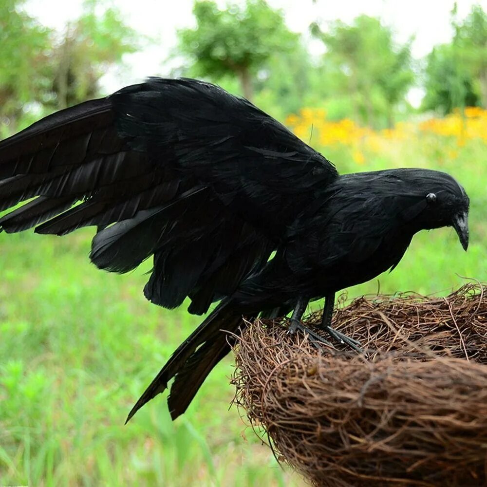 Черная птица. Черная птица фото. Крупные черные птицы. Самая черная птица.