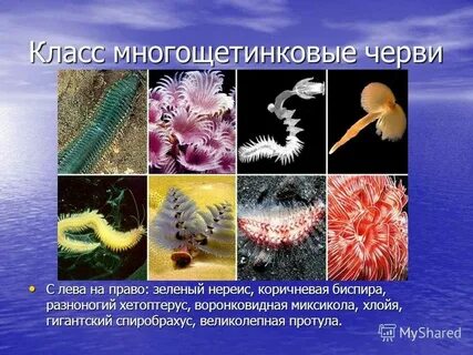 Представители многощетинковых