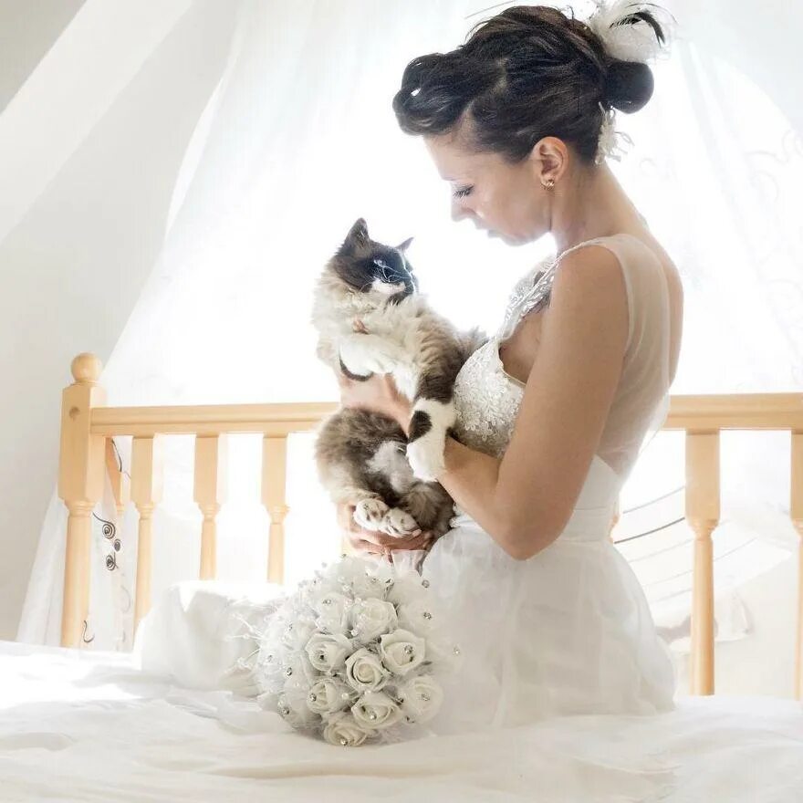 Кошки в свадебных нарядах. Кошка невеста. Кошка в свадебном платье. Свадебная фотосессия с котом.
