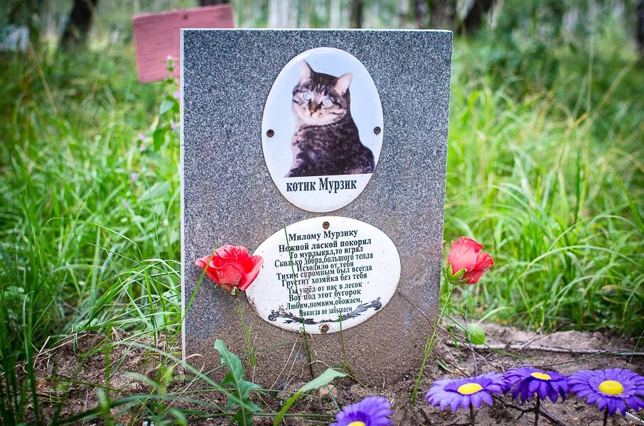 кладбище домашних животных пермь. среднеуральское кладбище домашних животных. турынино кладбище домашних животных. виртуальное кладбище животных. кладбище животных.