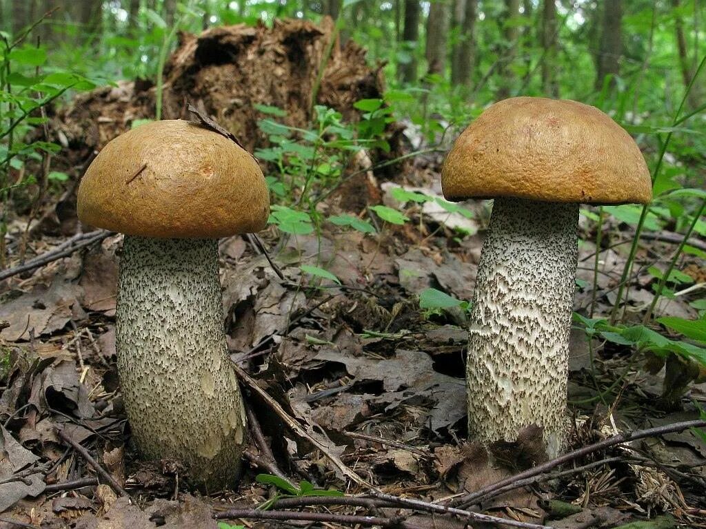 Подосиновик трубчатый гриб. Подосиновик жёлто-бурый. Красноголовик гриб. Гриб подосиновик бурый. Трубчатые грибы подосиновик.