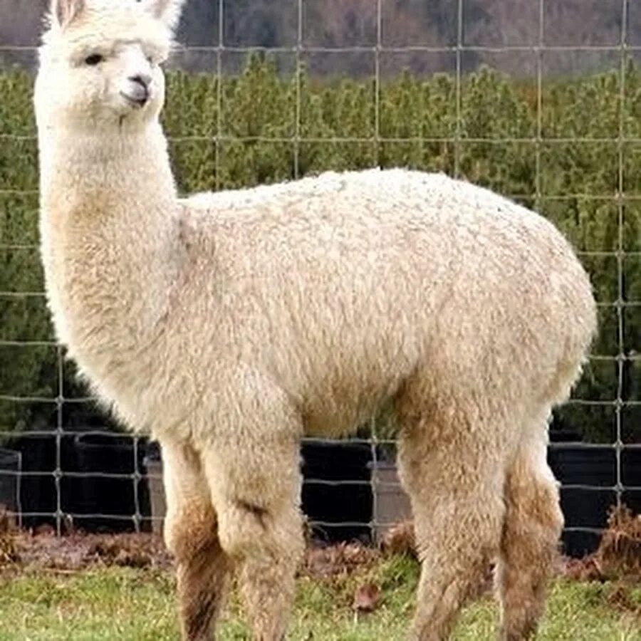 Питомец 4 буквы. Питомец 4 буквы. Животное похожее на косулю. Альпака тибет. Животные несколько на одной картинке.