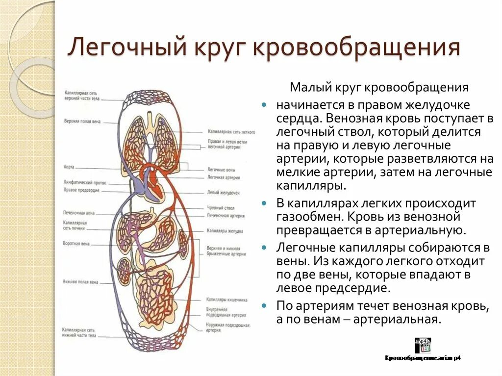 От легких по сосудам течет кровь насыщенная