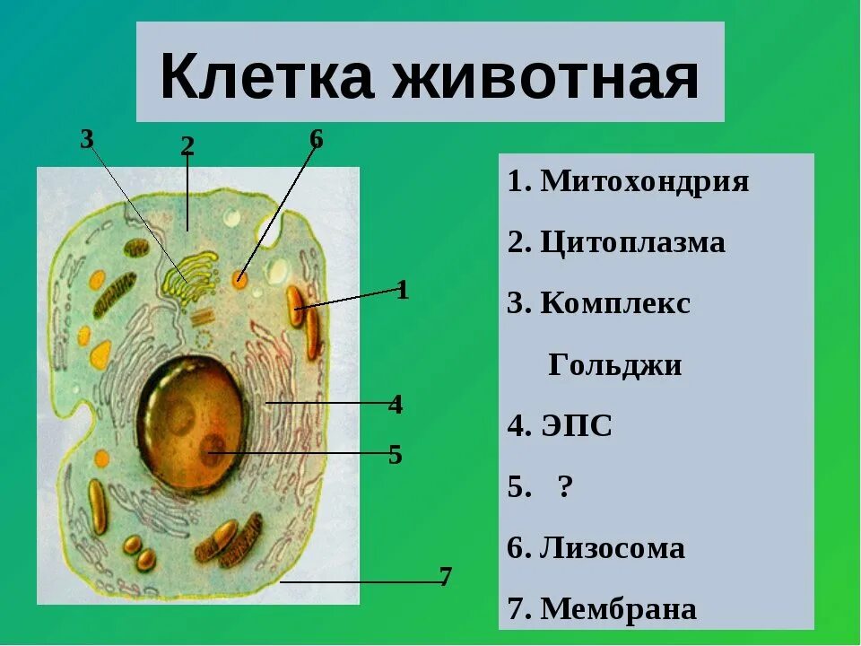 Клетка животного 5 класс