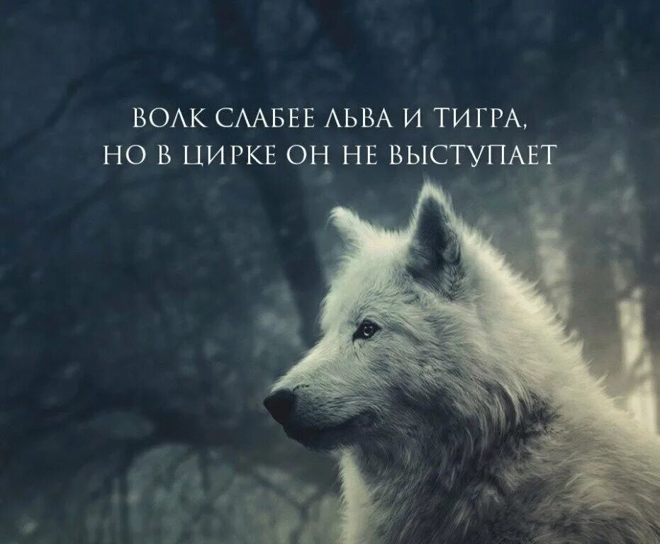 Волк не выступает. Волк не выступает. Волк не выступает. Волк слабее льва и тигра но. Волк слабее.