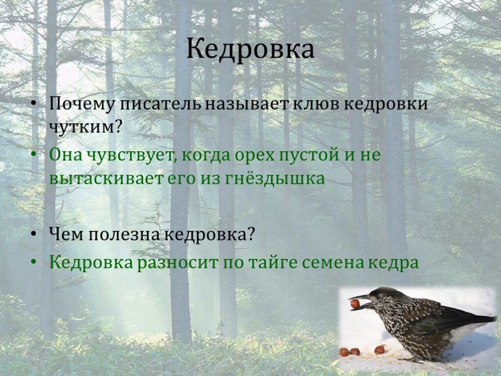 Презентация васюткино озеро 5 класс литература. Васюткино озеро 5. Кедровка Васюткино озеро. Васюткино озеро презентация. Васюткино озеро Астафьев Тайга.