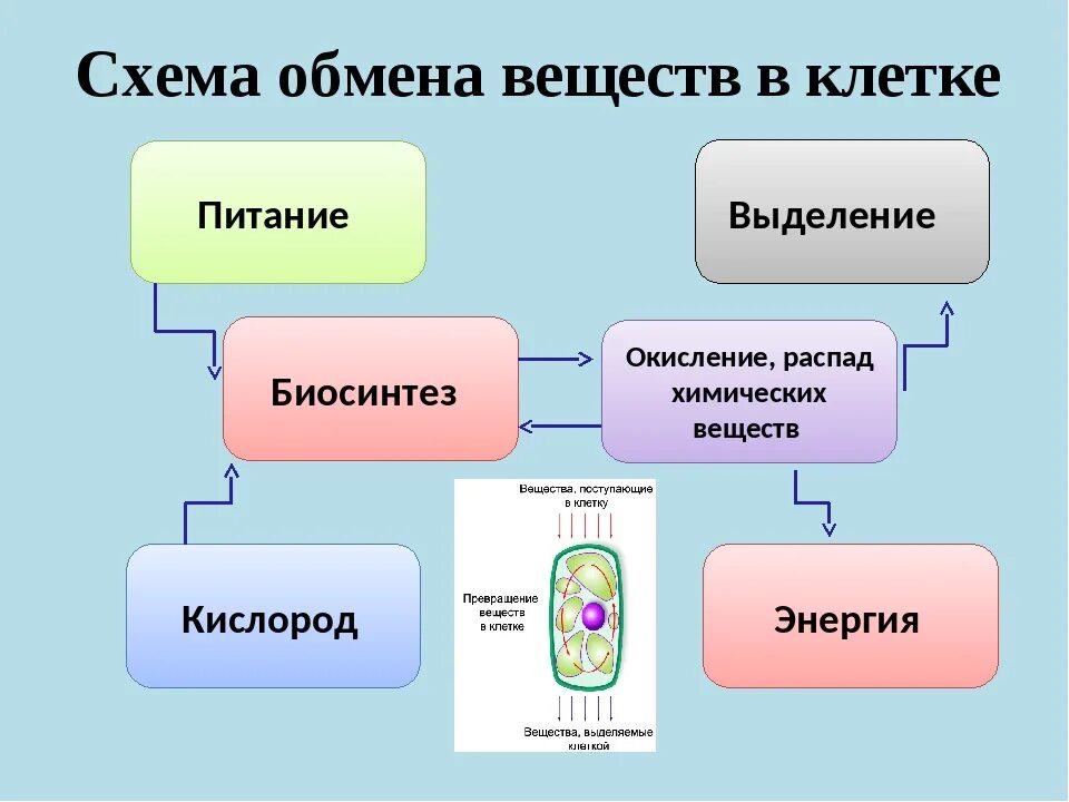 Живые клетки дышат. Обмен веществ схема 9 класс. Обмен веществ схема 9 класс биология.