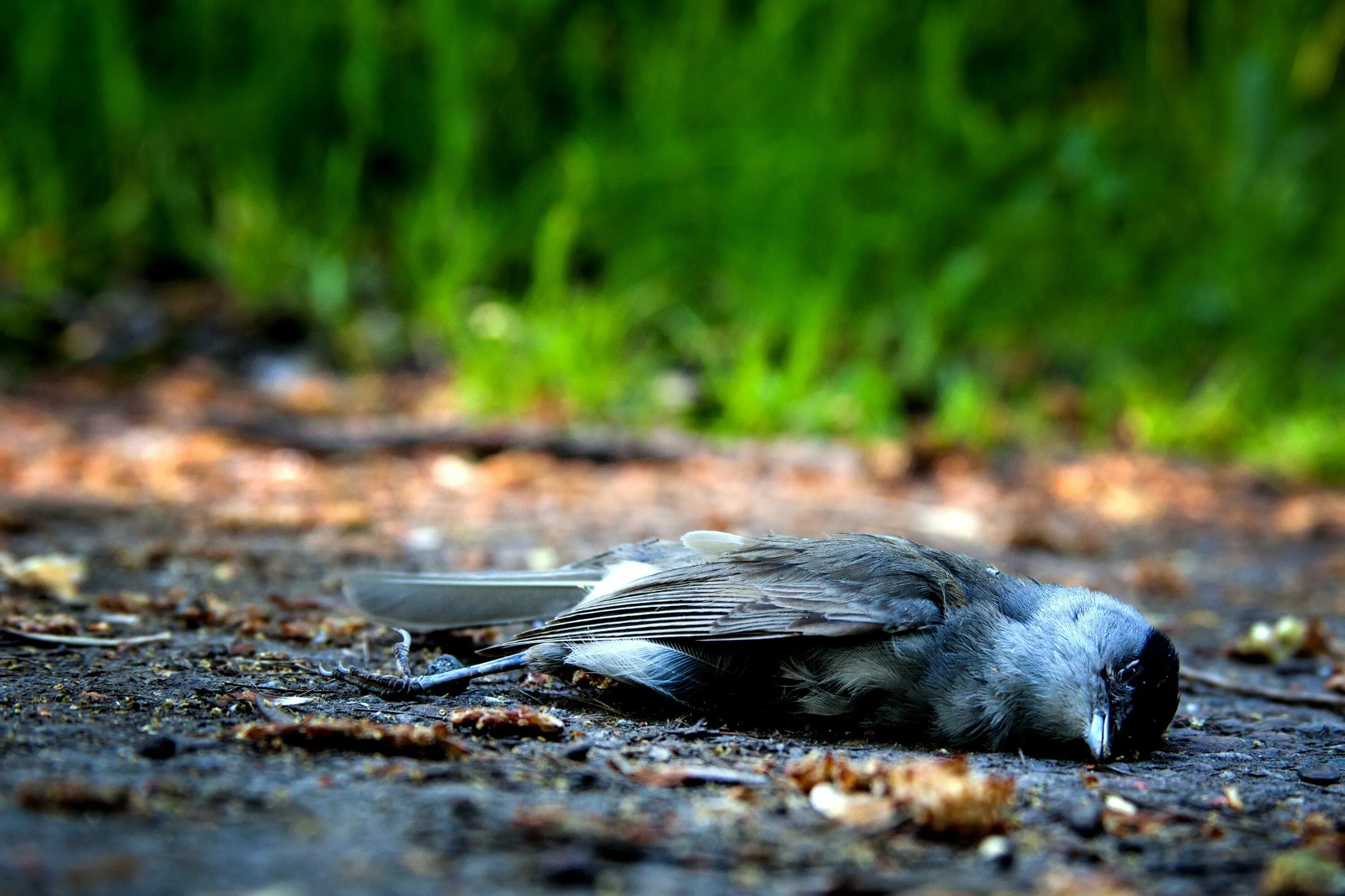 Природа гибнет. Птица лежит.
