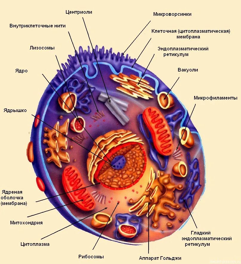 Структура клетки анатомия. Основные структуры организма клетки. Строение клетки клеточная структура. Из чего состоит человеческая клетка.