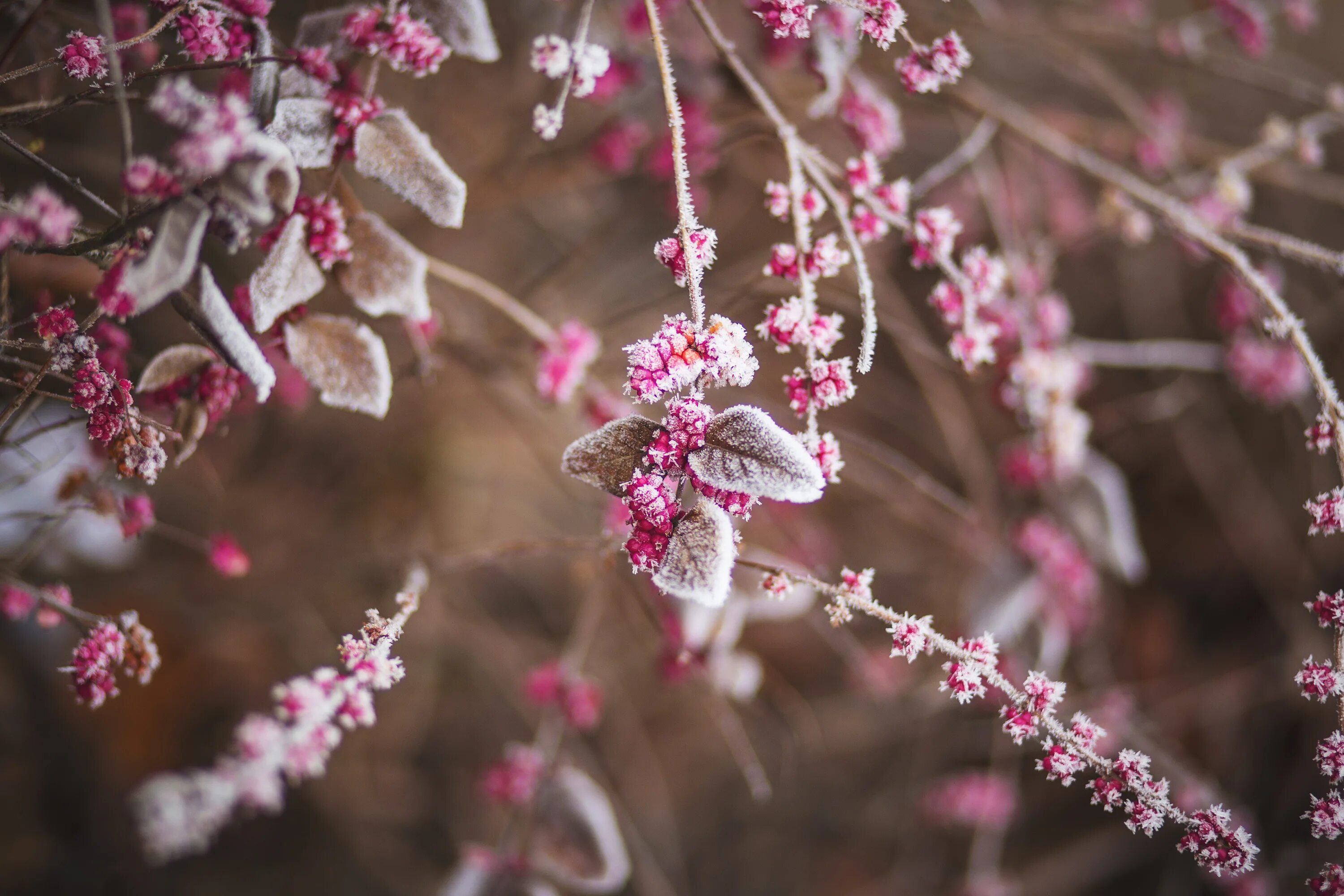 Flowers winter music