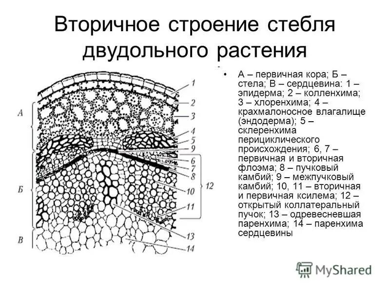 Поперечного среза стебля растения. Вторичное строение стебля двудольных растений. Поперечный срез листа однодольного растения. Поперечный срез листа двудольного. Первичного анатомического строения стебля двудольного растения.