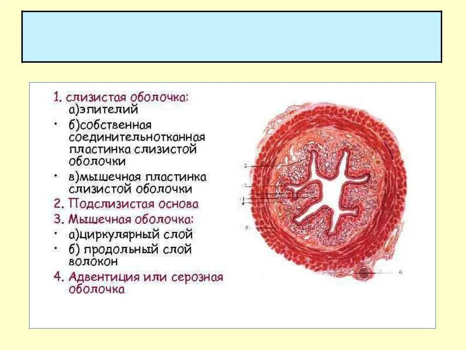 Трубчатый орган состоит. Схема строения паренхиматозного органа. общий план строения полых (трубчатых) органов. схема поперечного среза стенки трубчатого органа. строение стенки трубчатого органа.