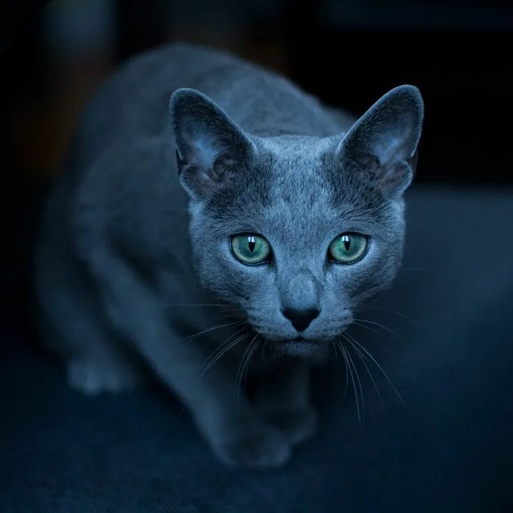 Корат котята. Русская голубая кошка. Серый Корат кот. Тайский Корат порода кошек. Синий кэт