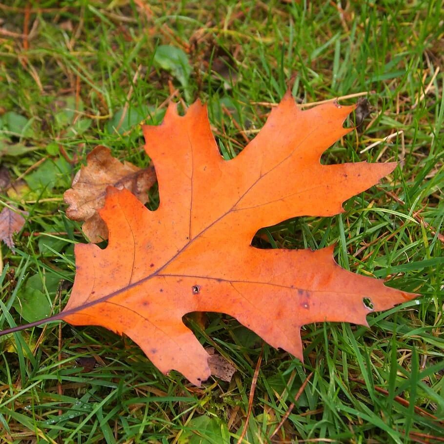 Осень листья похожие. Осенние листья. Дуб красный листья. Кленовый лист. Лист дуба.