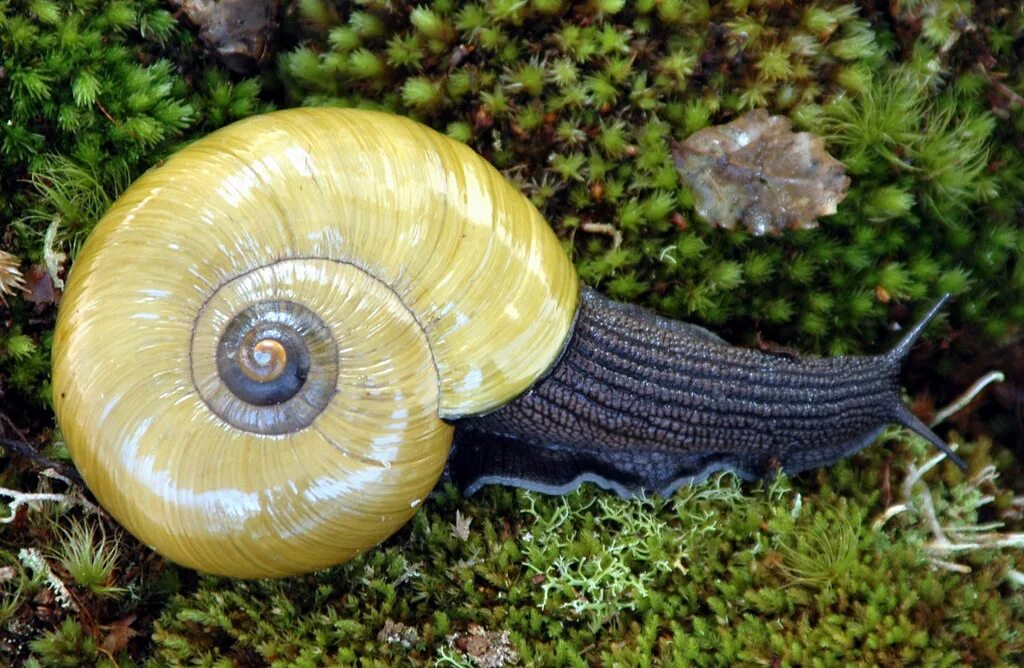 Powelliphanta. Powelliphanta улитка. Брюхоногие моллюски гастропода. Брюхоногая улитка. Брюхоногие черви