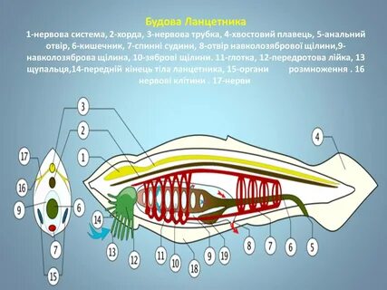 Ланцетник внешнее строение