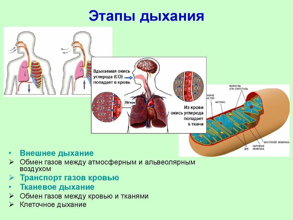 Охарактеризуйте этапы дыхания. Три основных этапа процесса дыхания. Этапы процесса дыхания схема. 3. Назовите этапы процесса дыхания..