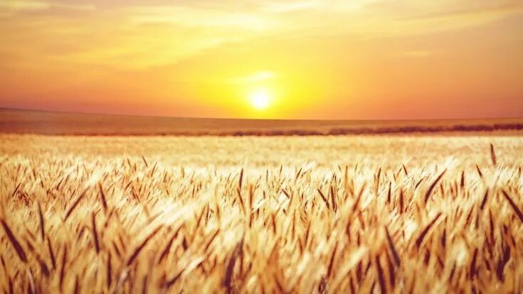 Image result for полынь, поле, рассвет, художественная фотография Sunset, Wheat 