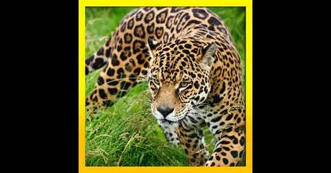 Real wild