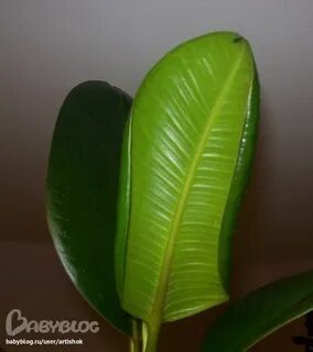 У фикуса скручиваются листья
