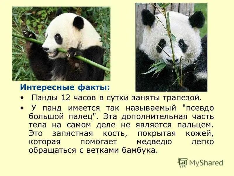 Интересные факты о пандах. Панда факты. Интересные факты о панде из красной книги. Факты о пандах. Панда факты.