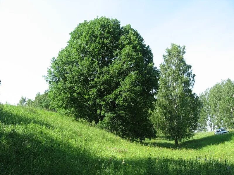 Дуб и береза. Дуб и береза вместе. Березка и дуб. Березовый дуб. Дуб и березка