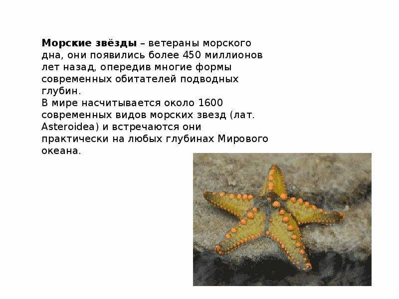 Информация об звездах