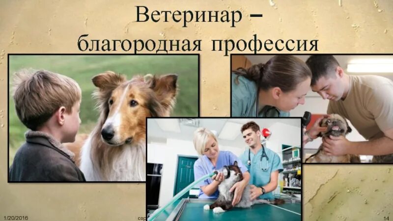 Один день в профессии ветеринар. Профессия ветеринар. Специальности профессии ветеринар. Ветеринар благородная профессия. Ветеринар коллаж.