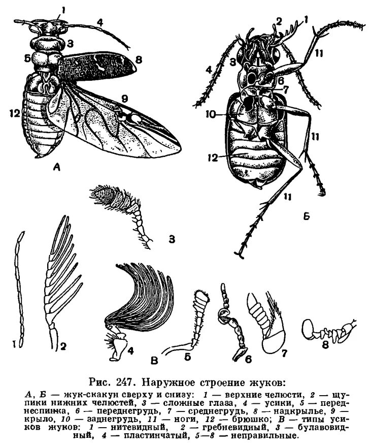 Строение жука. Строение жесткокрылых Жуков. Строение крыльев жесткокрылых насекомых. Строение усиков жесткокрылых. Строение усиков у Жуков.