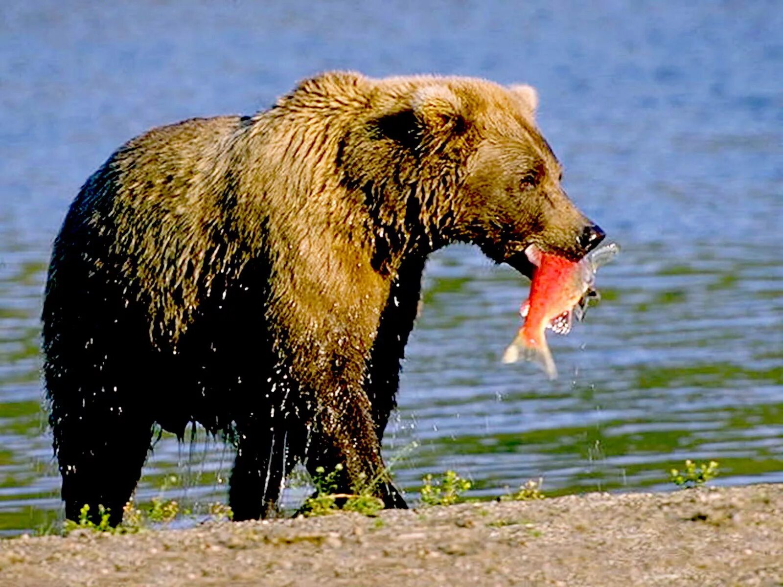 Зверь поедающий своих собратьев. Бурый медведь (Ursus arctos). Бурый медведь питается. Медведь Гризли. Рацион бурого медведя.