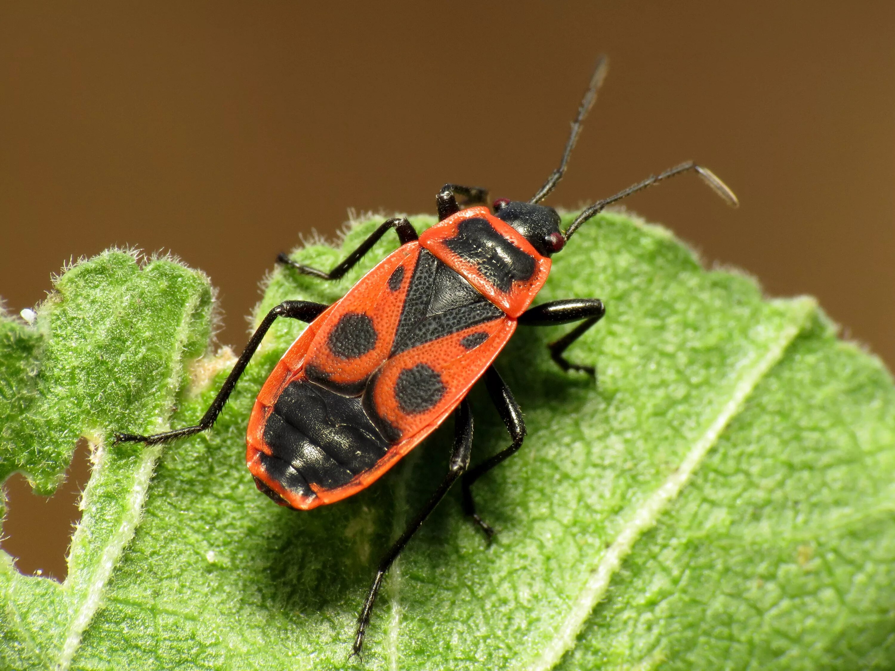 Жук пожарник клоп солдатик. Клоп-солдатик Pyrrhocoris. Жук красноклоп солдатик. Жуки пожарники-солдатики. Клоп солдатик описание