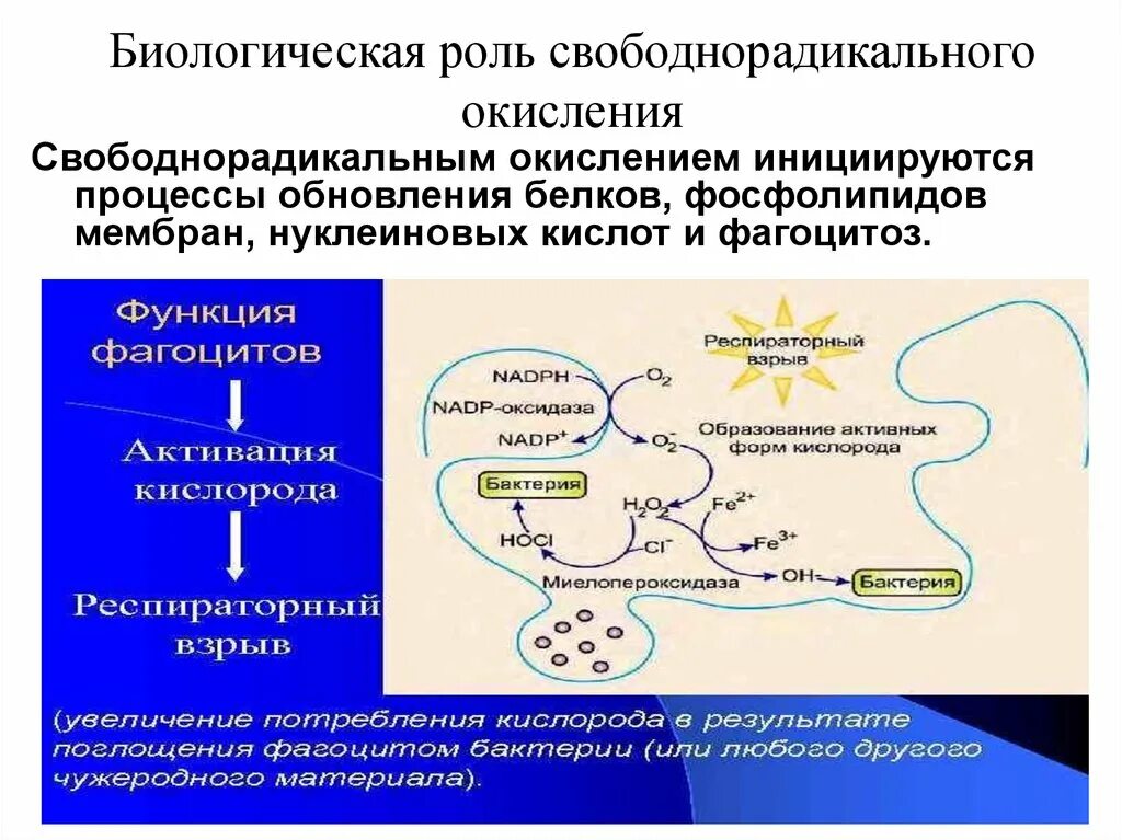 Стадии биологического окисления биохимия. Биологическое окислен е. Современная теория биологического окисления. Свободно-радикальное окисление. Стадии биологического окисления биохимия.